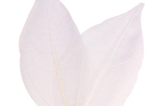 Leaves - White