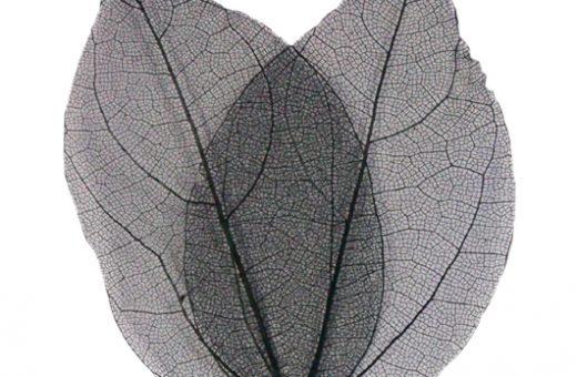 Leaves - Black