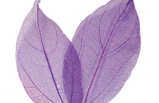 Leaves - Violet